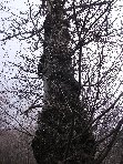 Contrada Cassone
